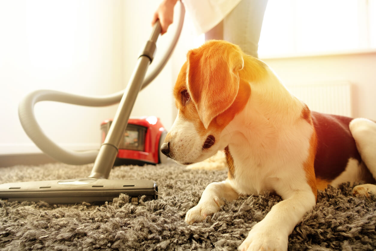 Are Carpet Cleaning Chemicals Safe for Pets?